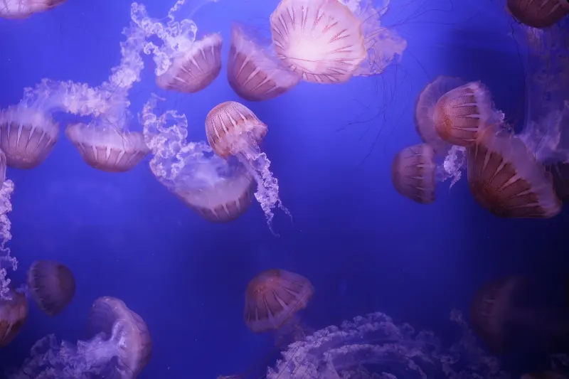 Cosa vedere all'Acquario di Genova